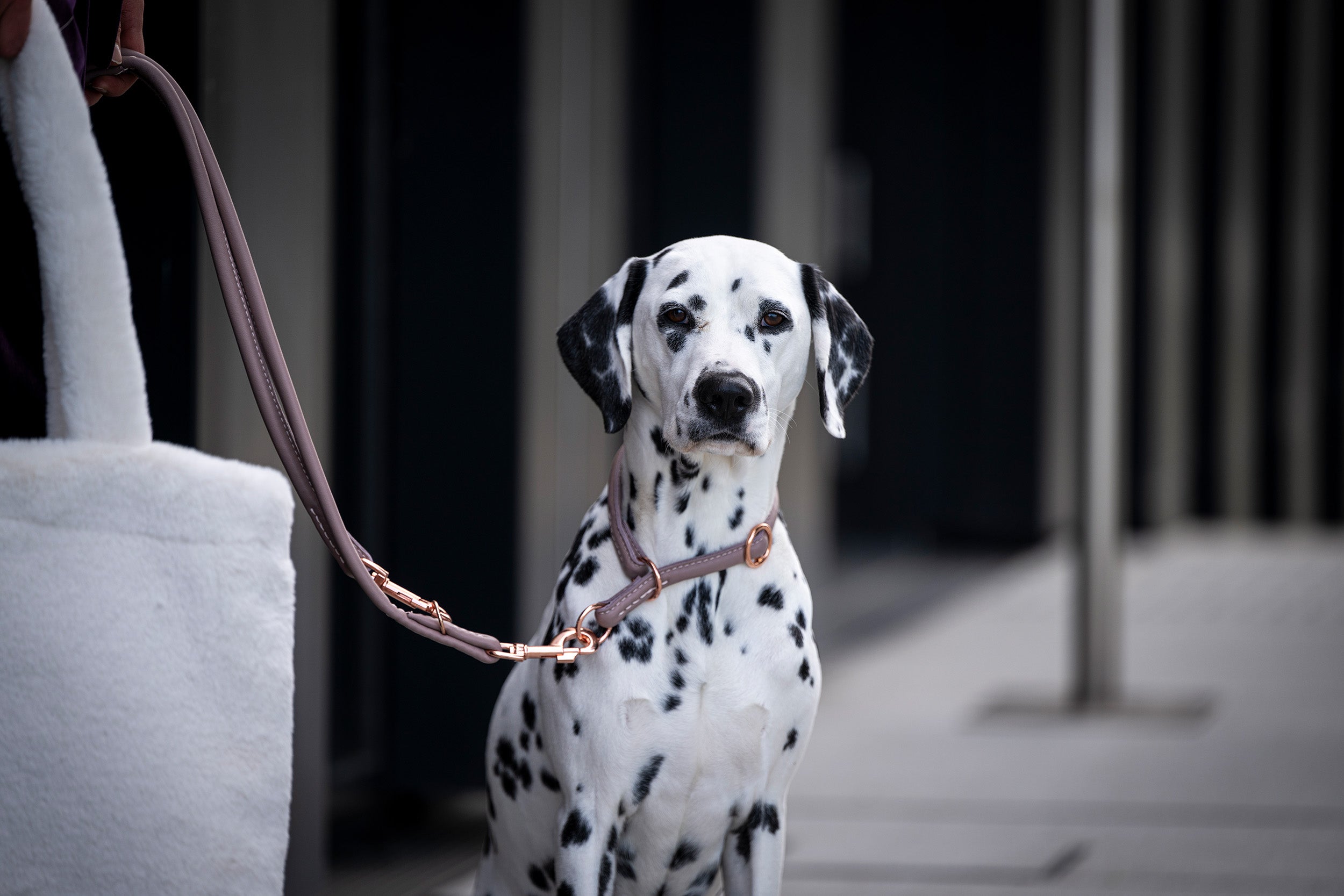 Rundgenähte Halsbänder