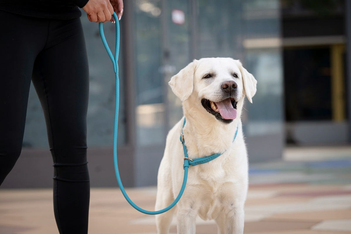 Retriever Leinen 1,50 m