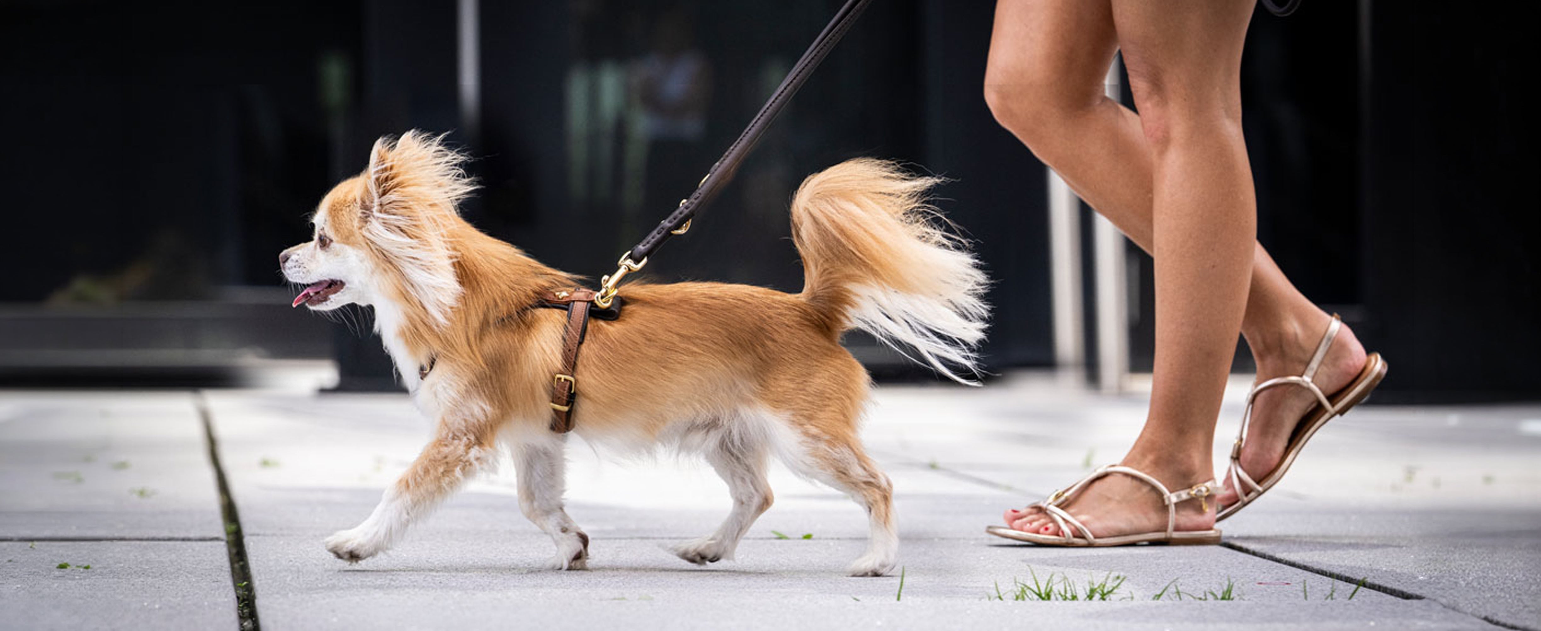 Hundegeschirre