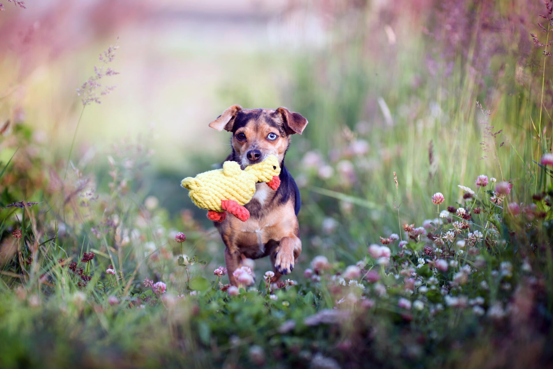 Hundespielzeug Ente