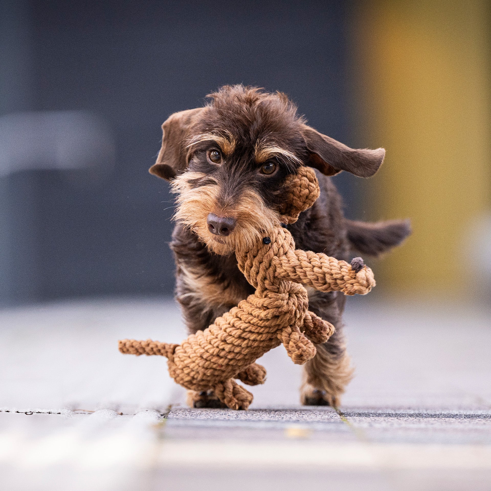 Hundespielzeug Dackel