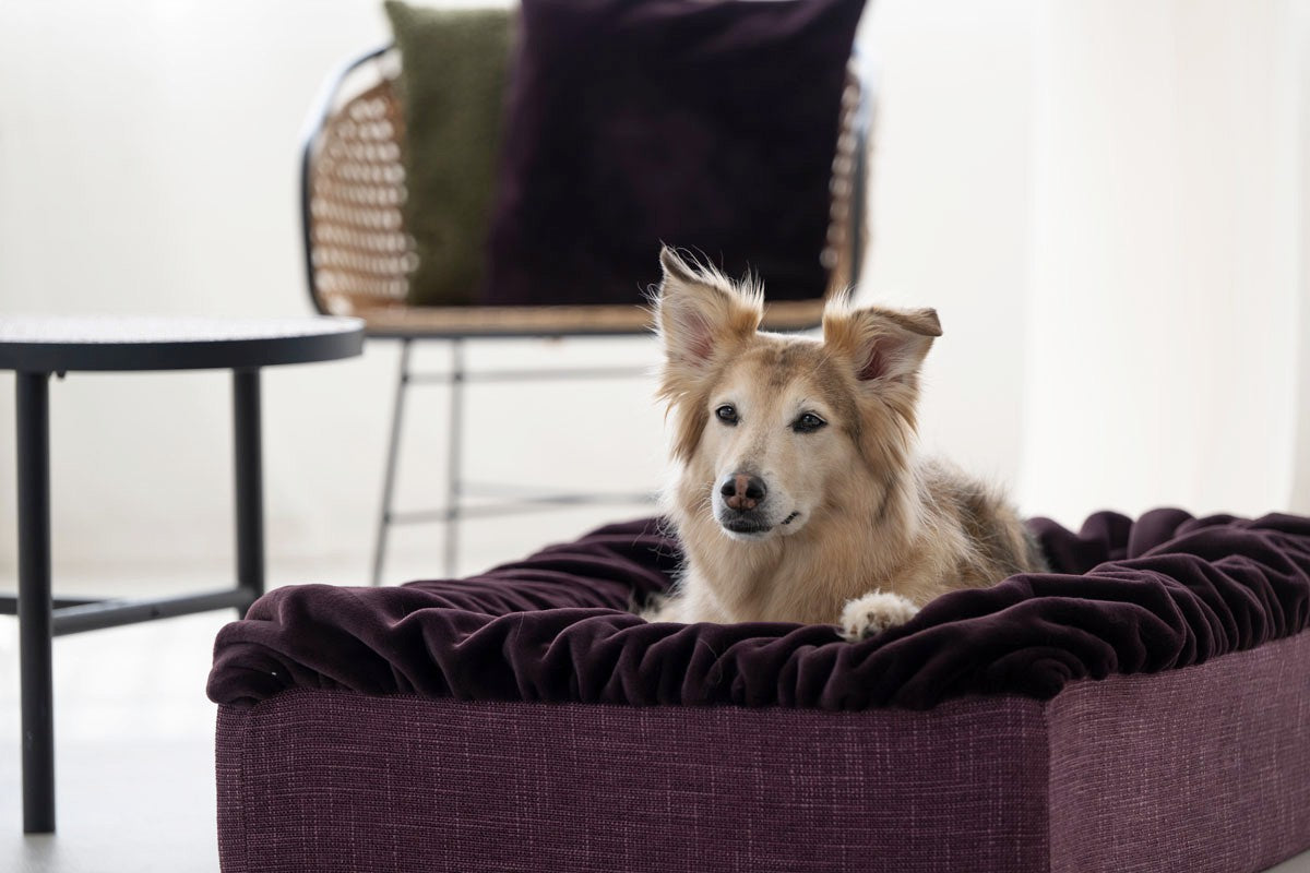 Hundebett Buddelbox®