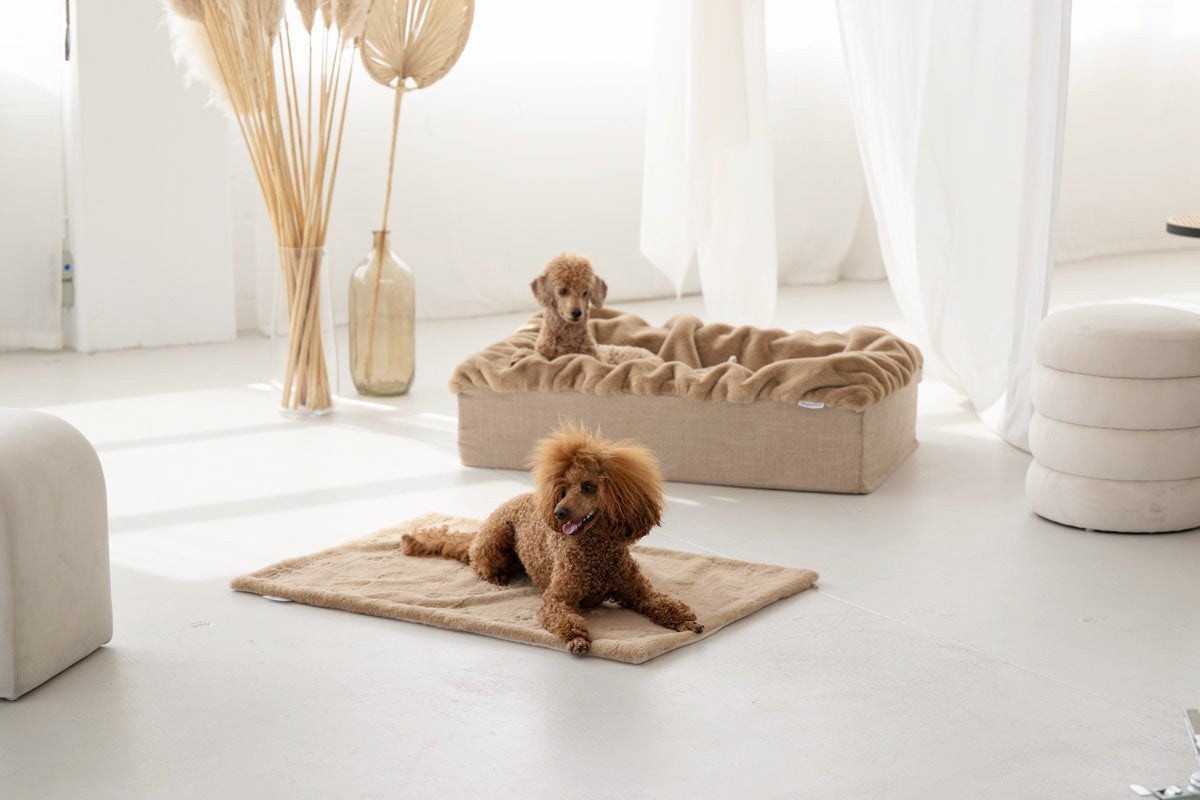 Hundebett Buddelbox®