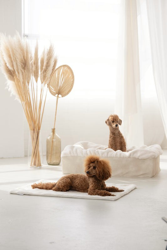 Hundebett Buddelbox®