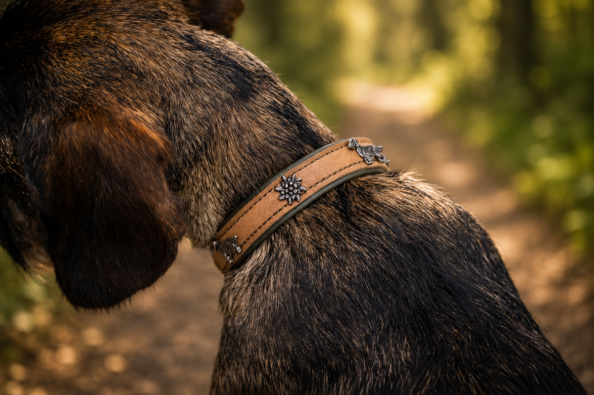 Halsband Premium Zugstopp Dackel