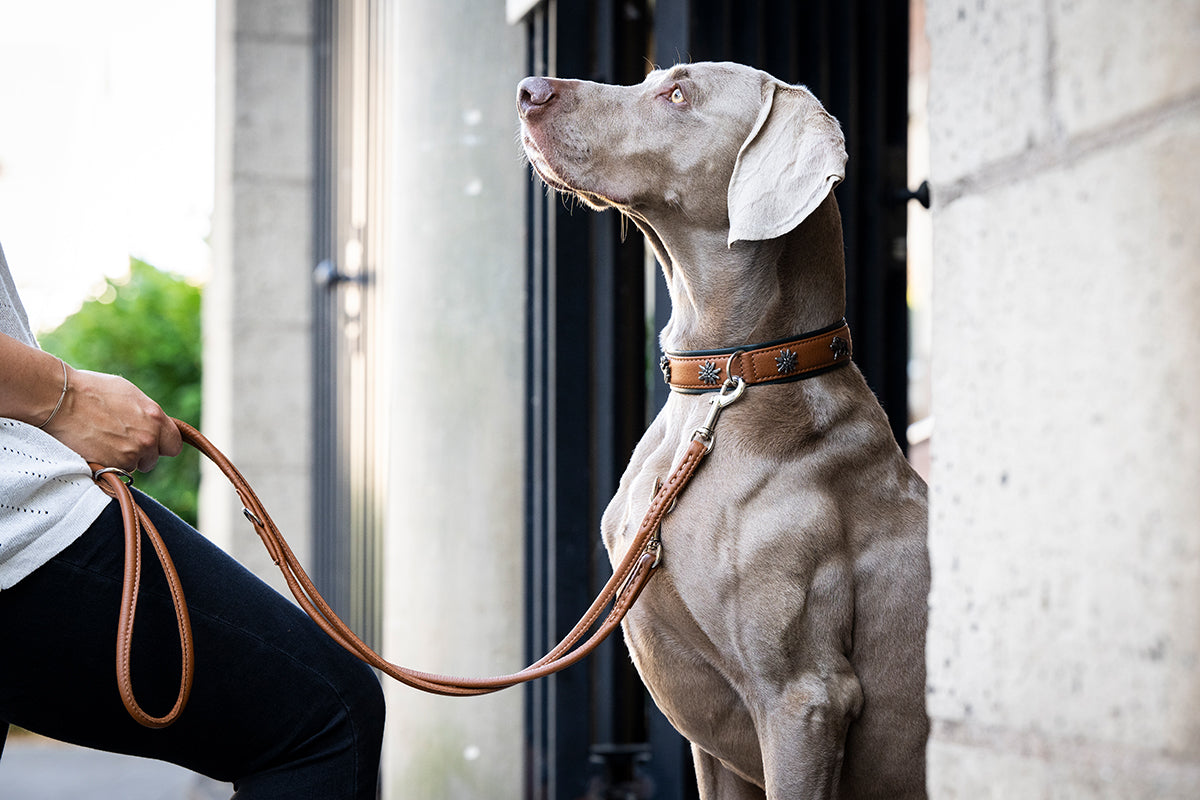 Halsband Jagdglück