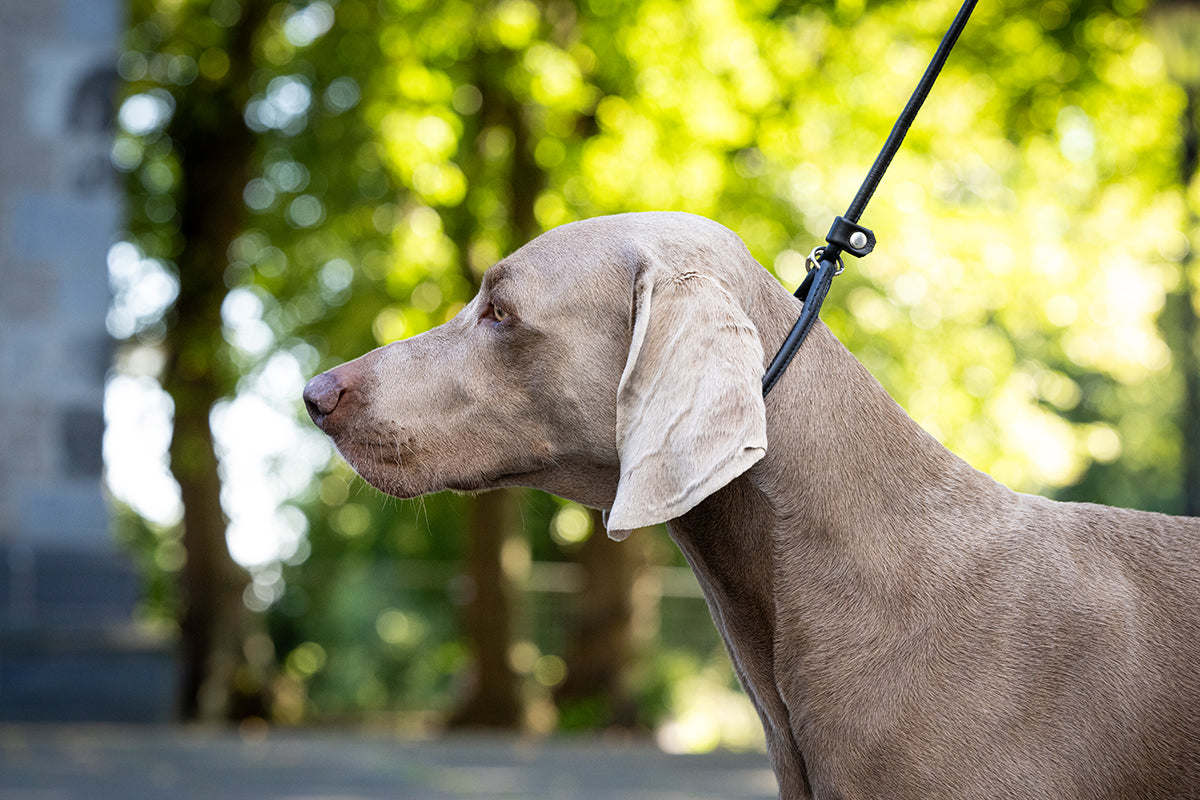 Showleine verstellbar für große Hunde