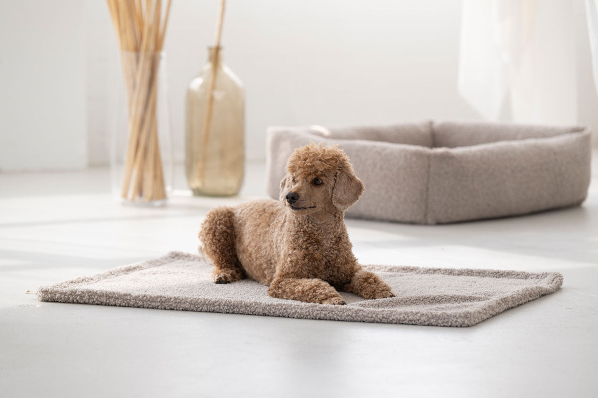 Hundereisedecke Teddy
