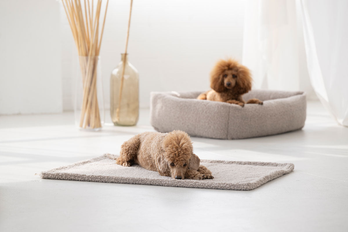 Hundebett Teddy