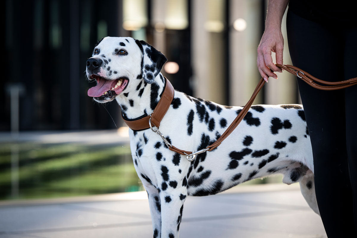 Halsband Windhund Active