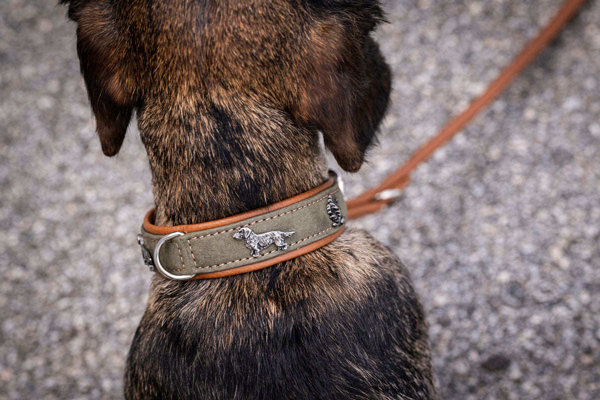 Halsband Dackel