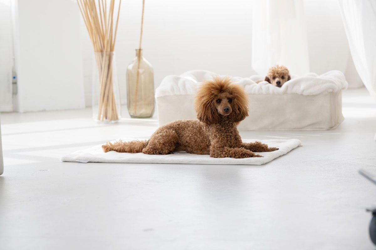 Hundebett Buddelbox®