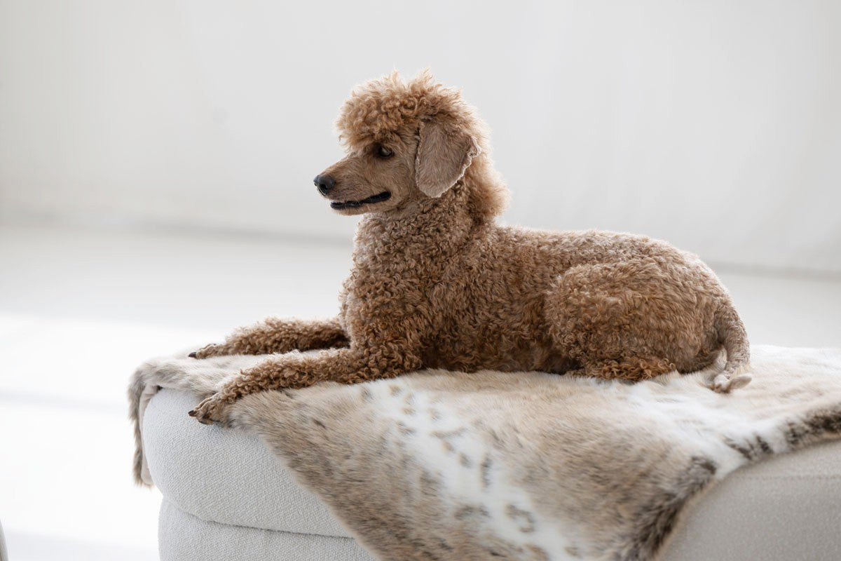 Hundedecke Webpelz