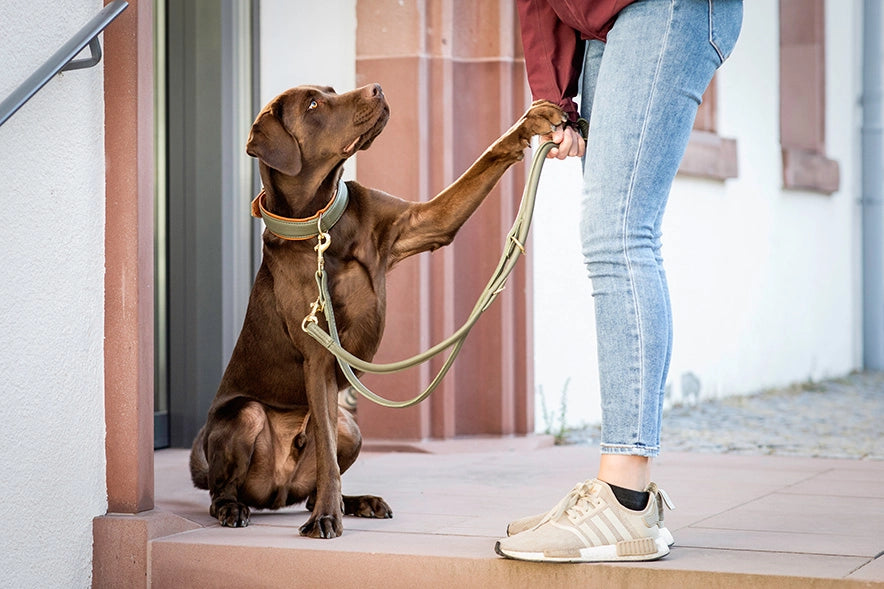 Halsband Klassik Exklusiv