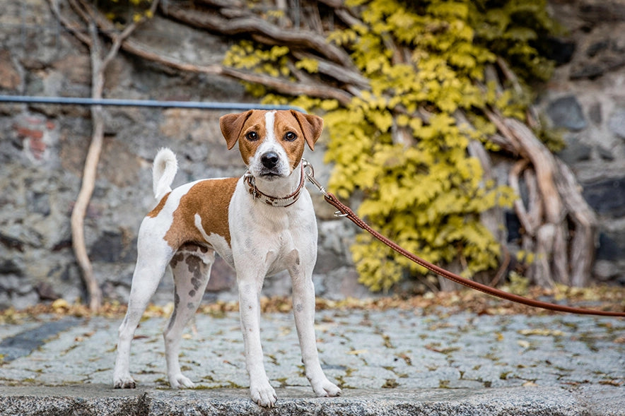 Halsband Kuhfell SALE