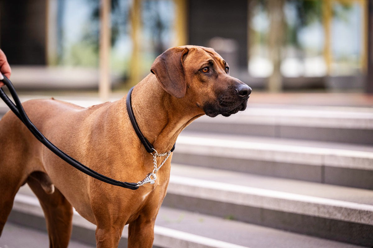 Halsband Rundgenäht mit Ketteneinsatz