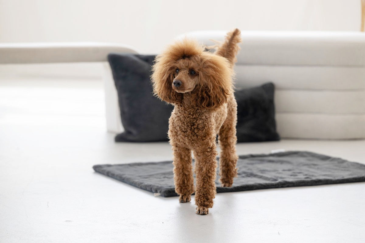 Hundedecke Webpelz