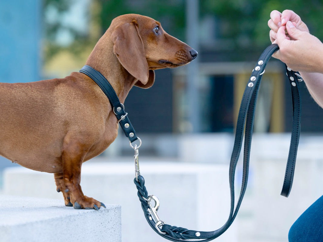 Halsband Klassik Premium Zugstopp