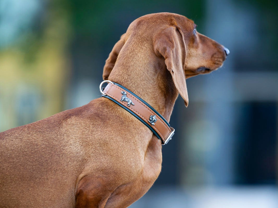 Halsband Dackel