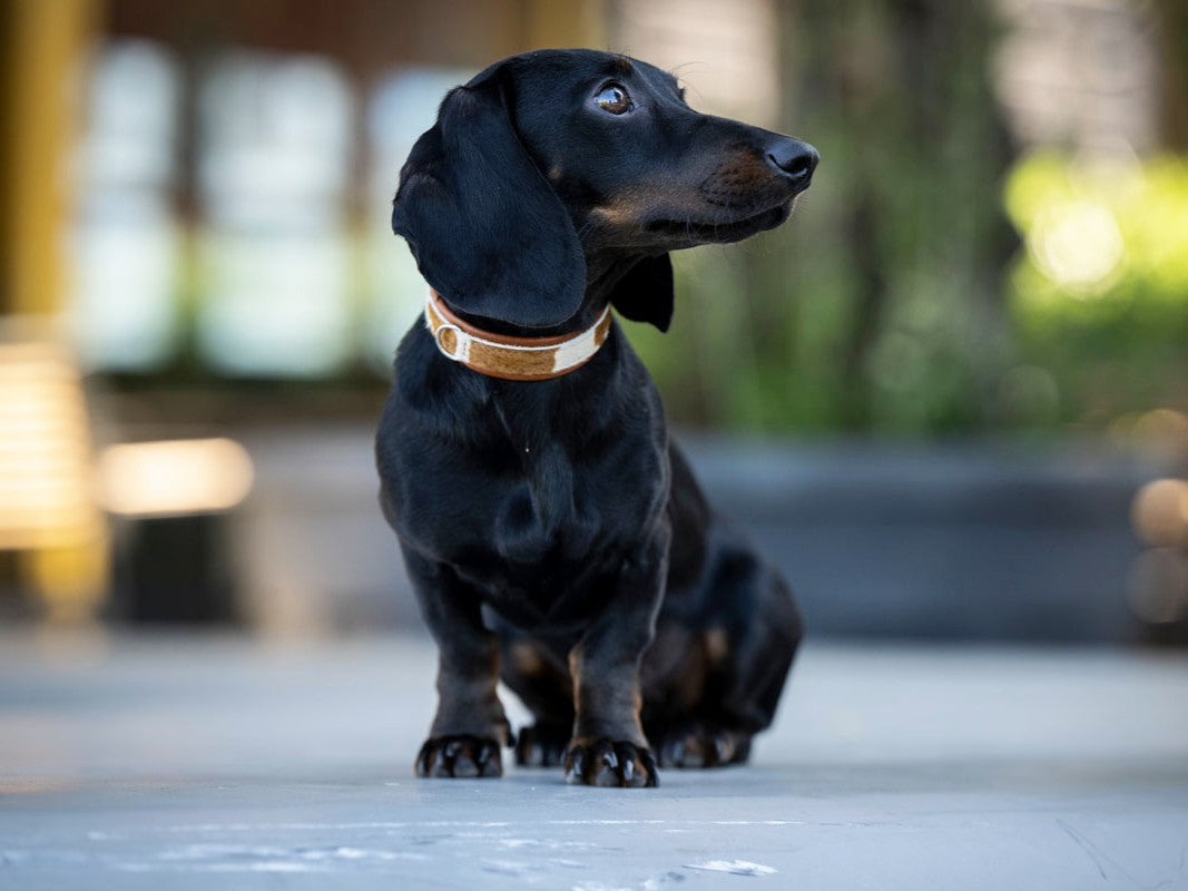 Halsband Mini Kuhfell