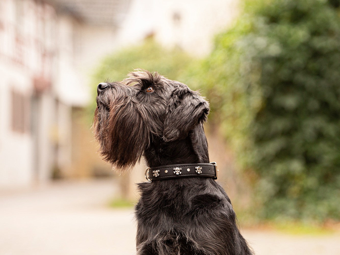 Halsband Totenkopf