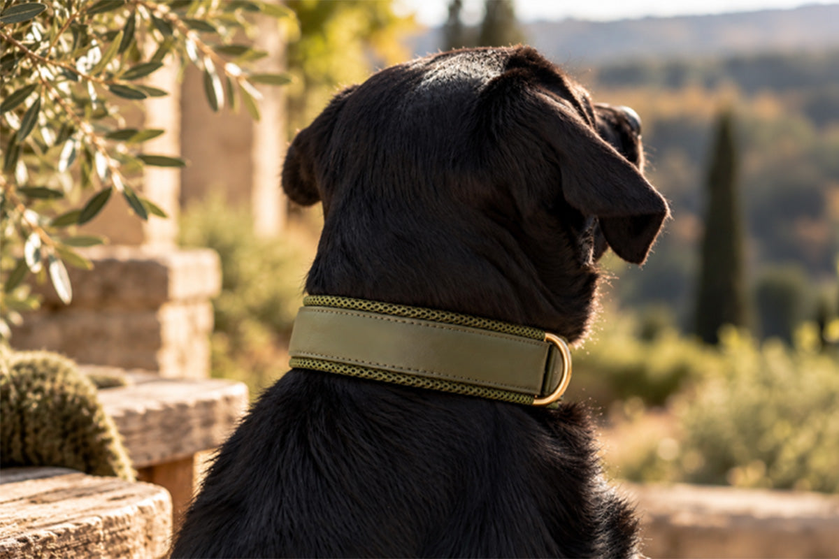 Halsband Active