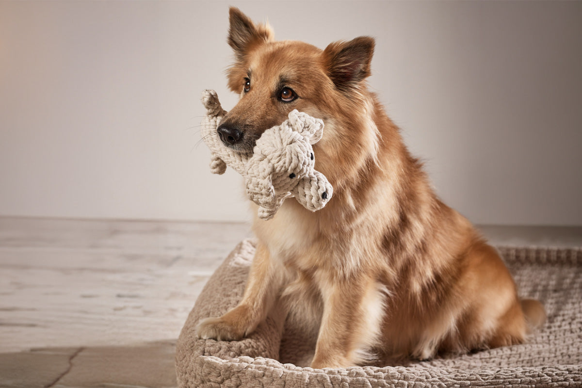 Hundespielzeug Richie Retriever
