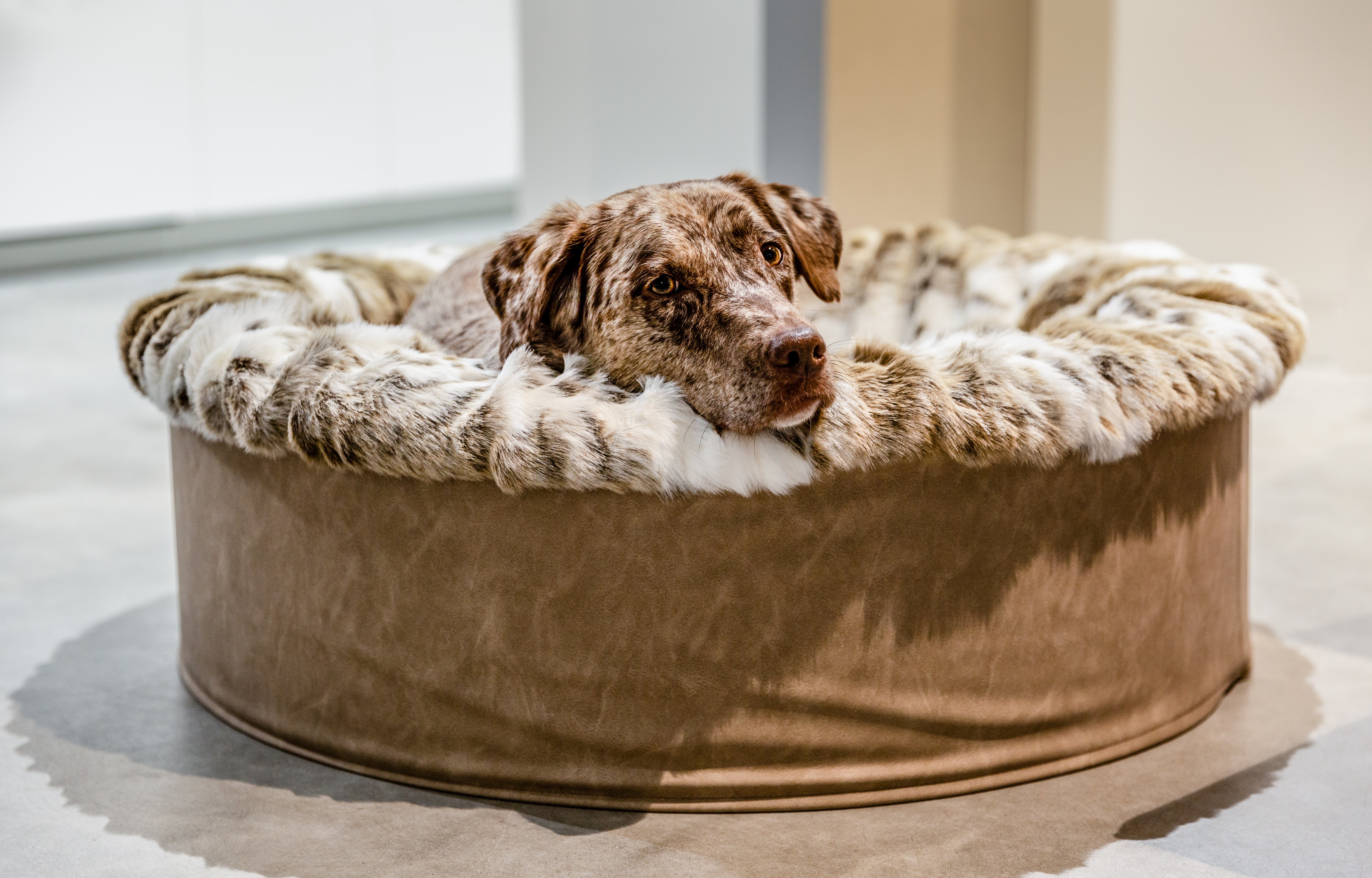 Hundebett Buddelnest®