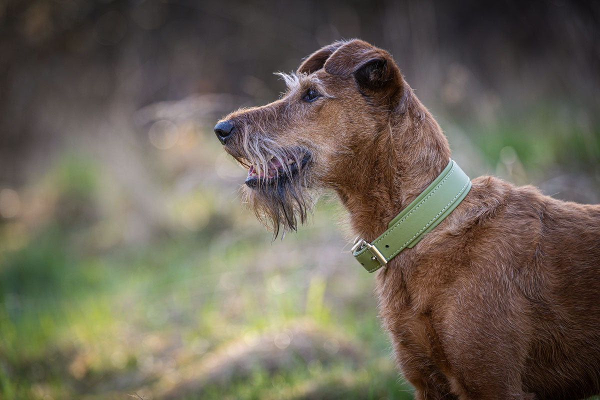 Halsband Klassik Soft