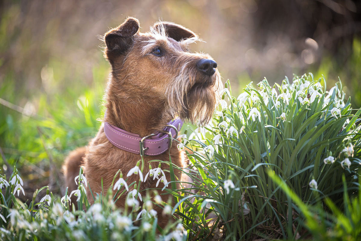 Halsband Klassik Soft