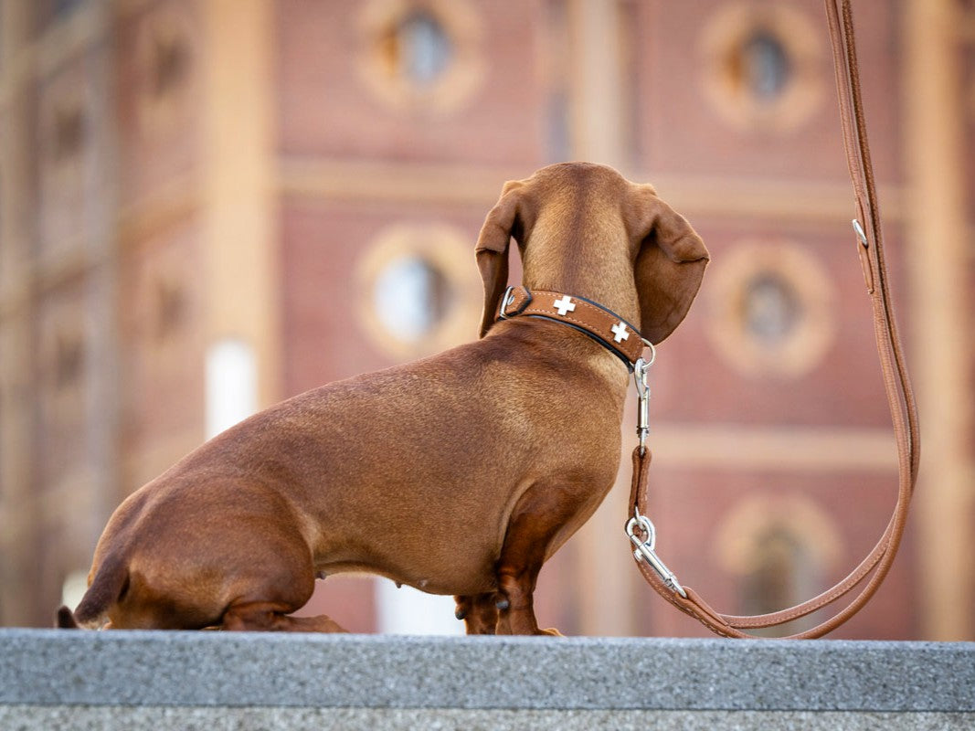 Halsband Schweizer Kreuz Nubukleder
