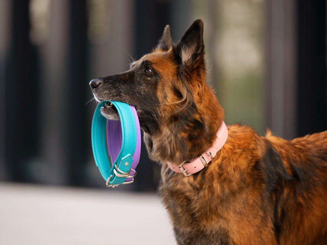 Halsband Klassik Soft - Holi Color