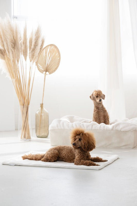 Hundedecke Webpelz