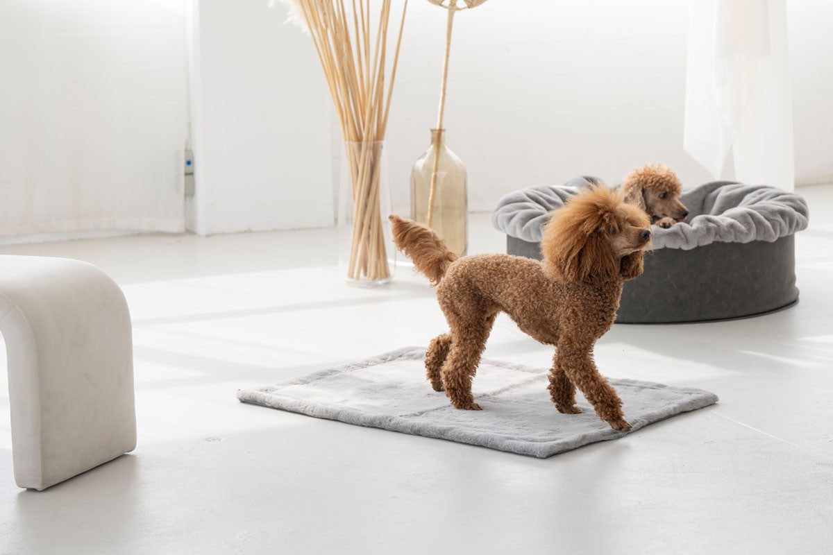 Hundedecke Webpelz
