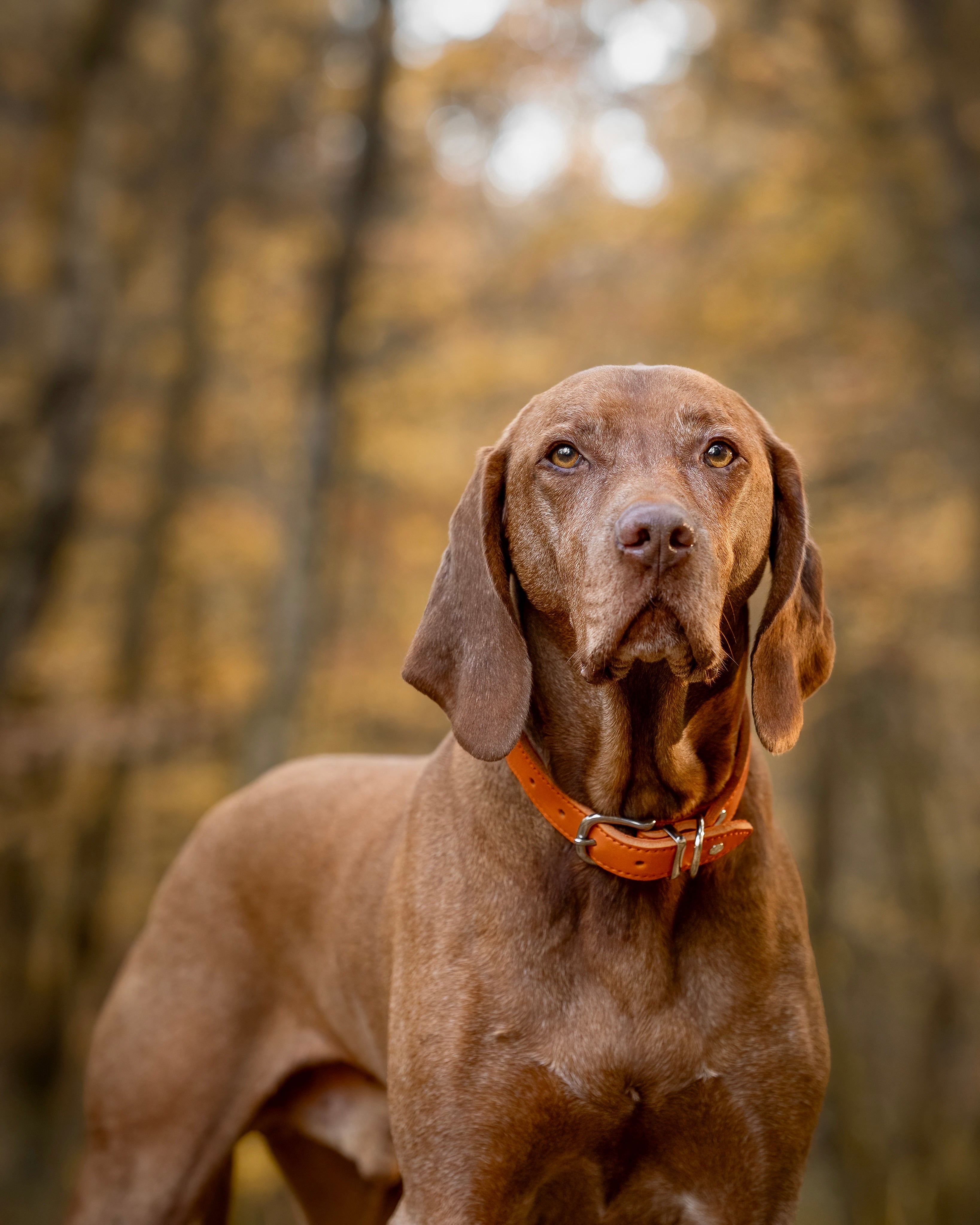 Halsband Mono Pop Herbst Edition