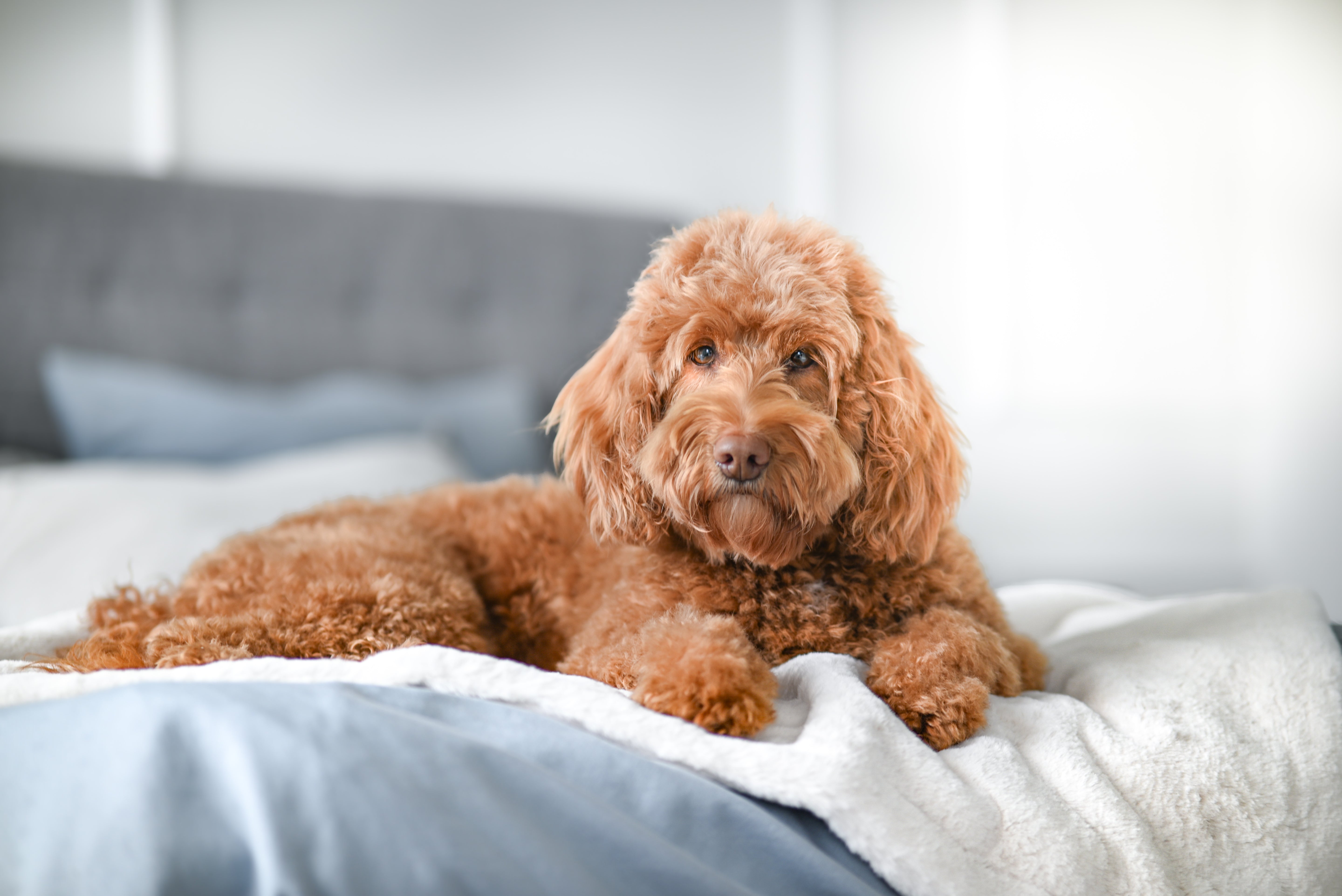 Hundedecke Webpelz