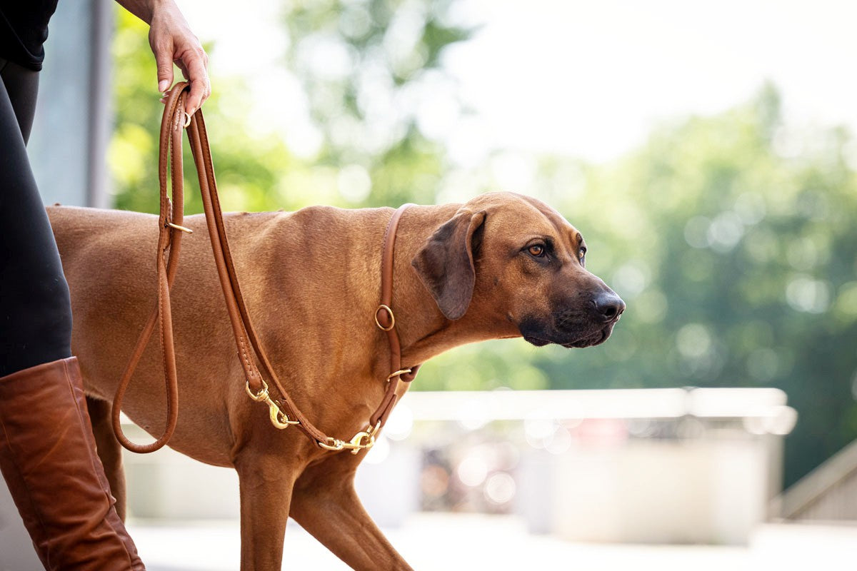 Halsband Rundgenäht Gold