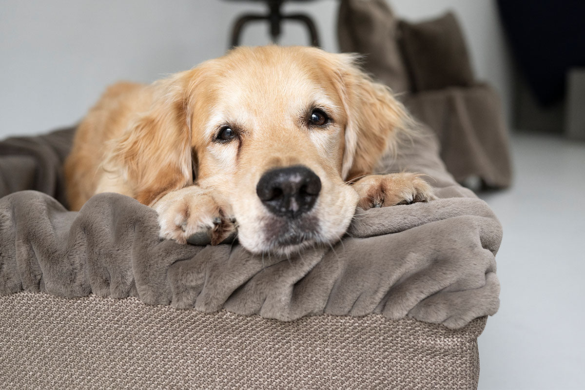 Hundebett Buddelnest®