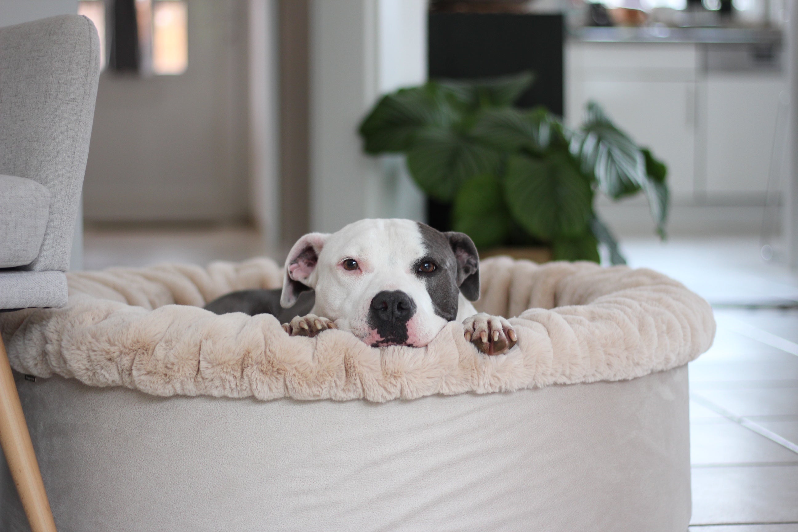 Hundebett Buddelnest®