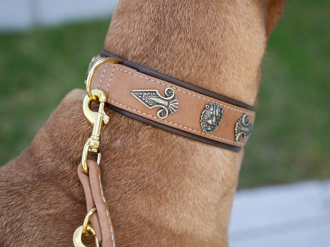 Halsband Lion