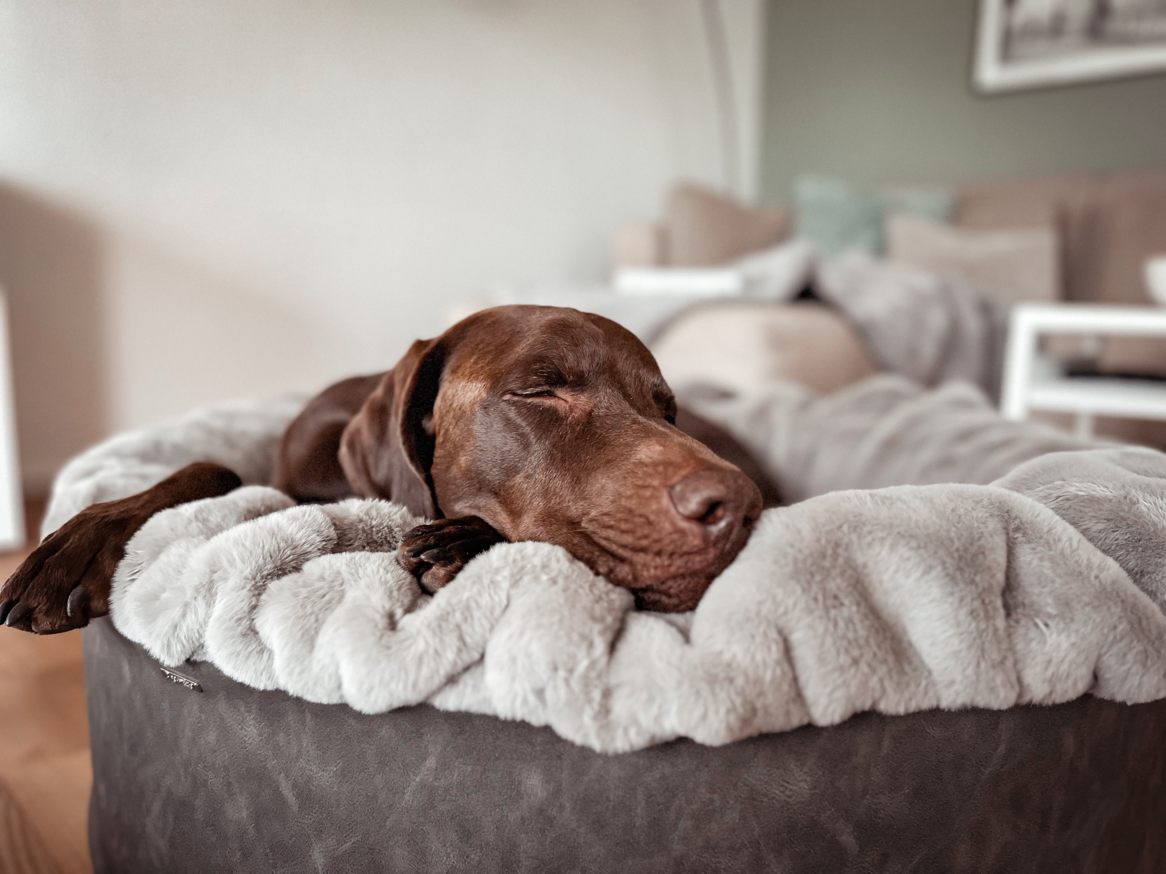 Hundebett Buddelnest®