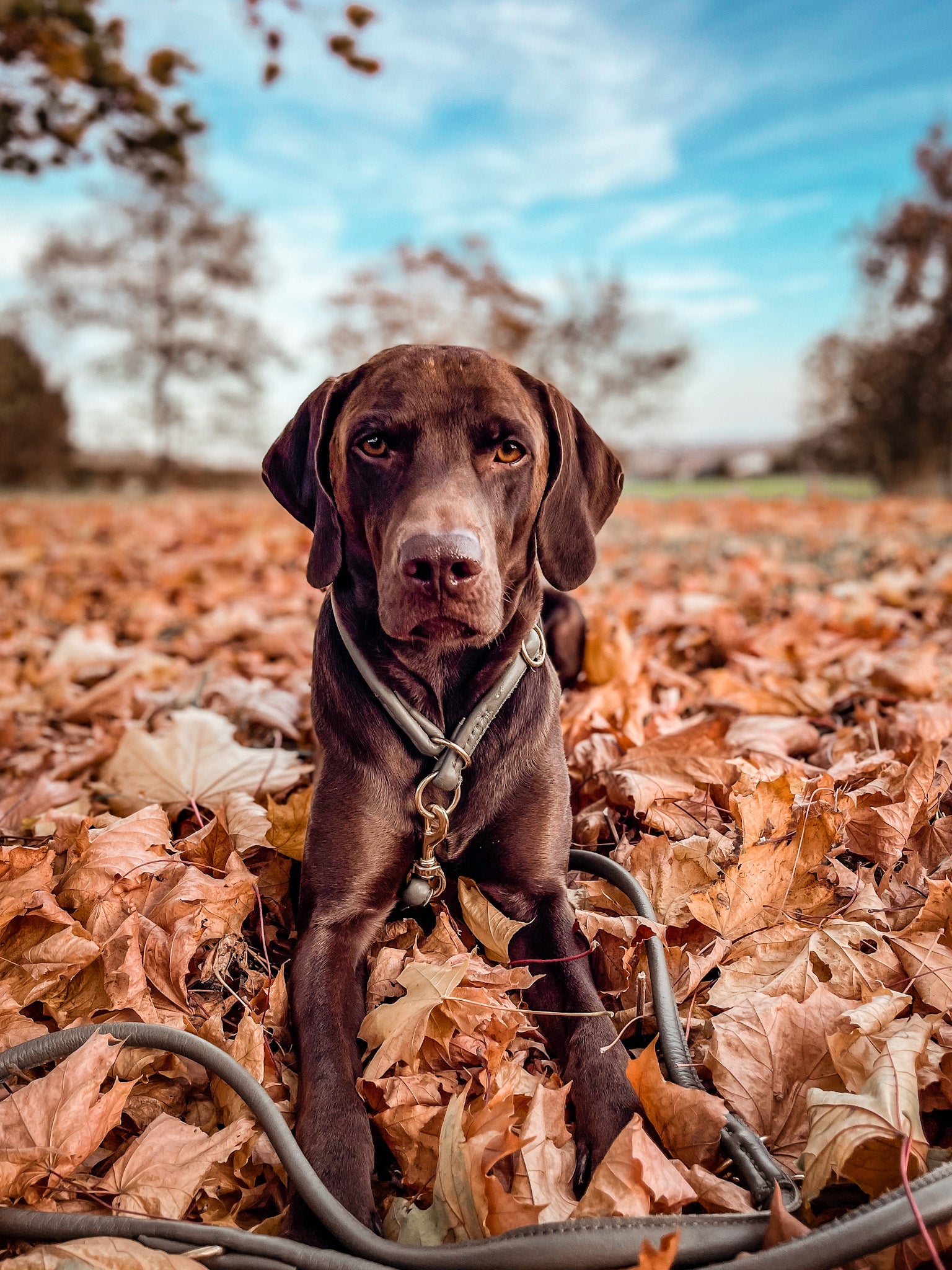 Lederleine Rundgenäht 2m Gold
