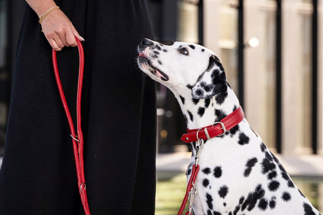 Halsband Klassik Soft