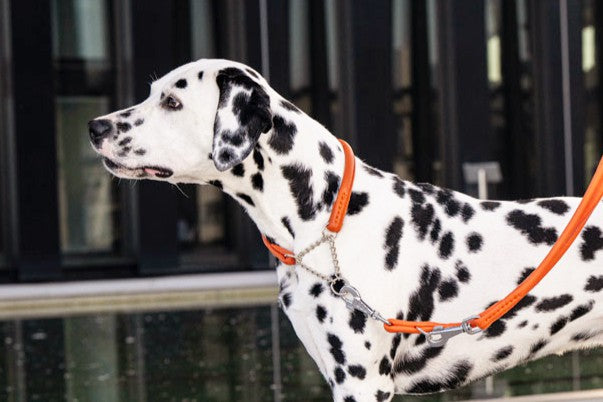 Halsband Rundgenäht mit Ketteneinsatz