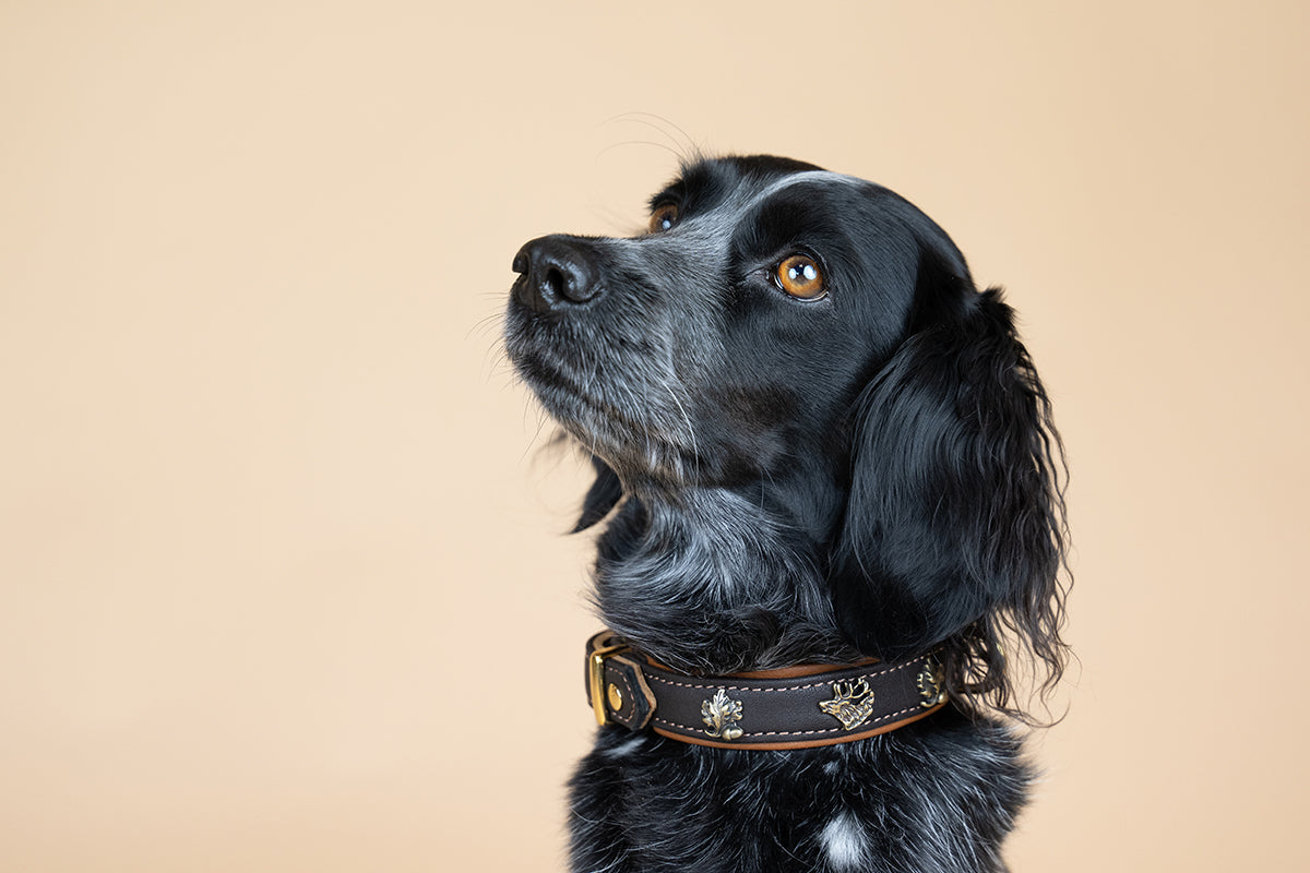 Halsband Wilder Kaiser