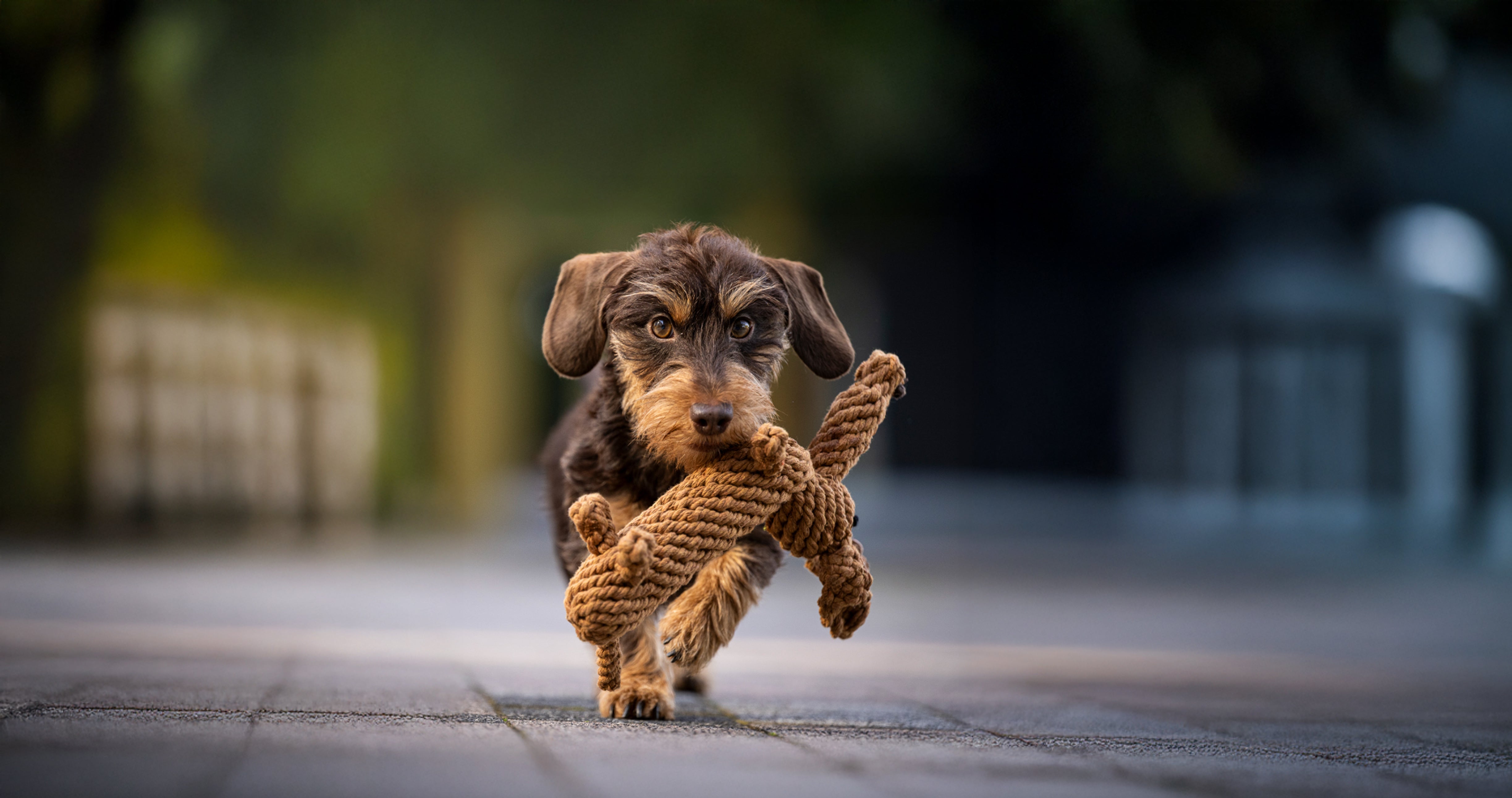Hundespielzeug von Freunden