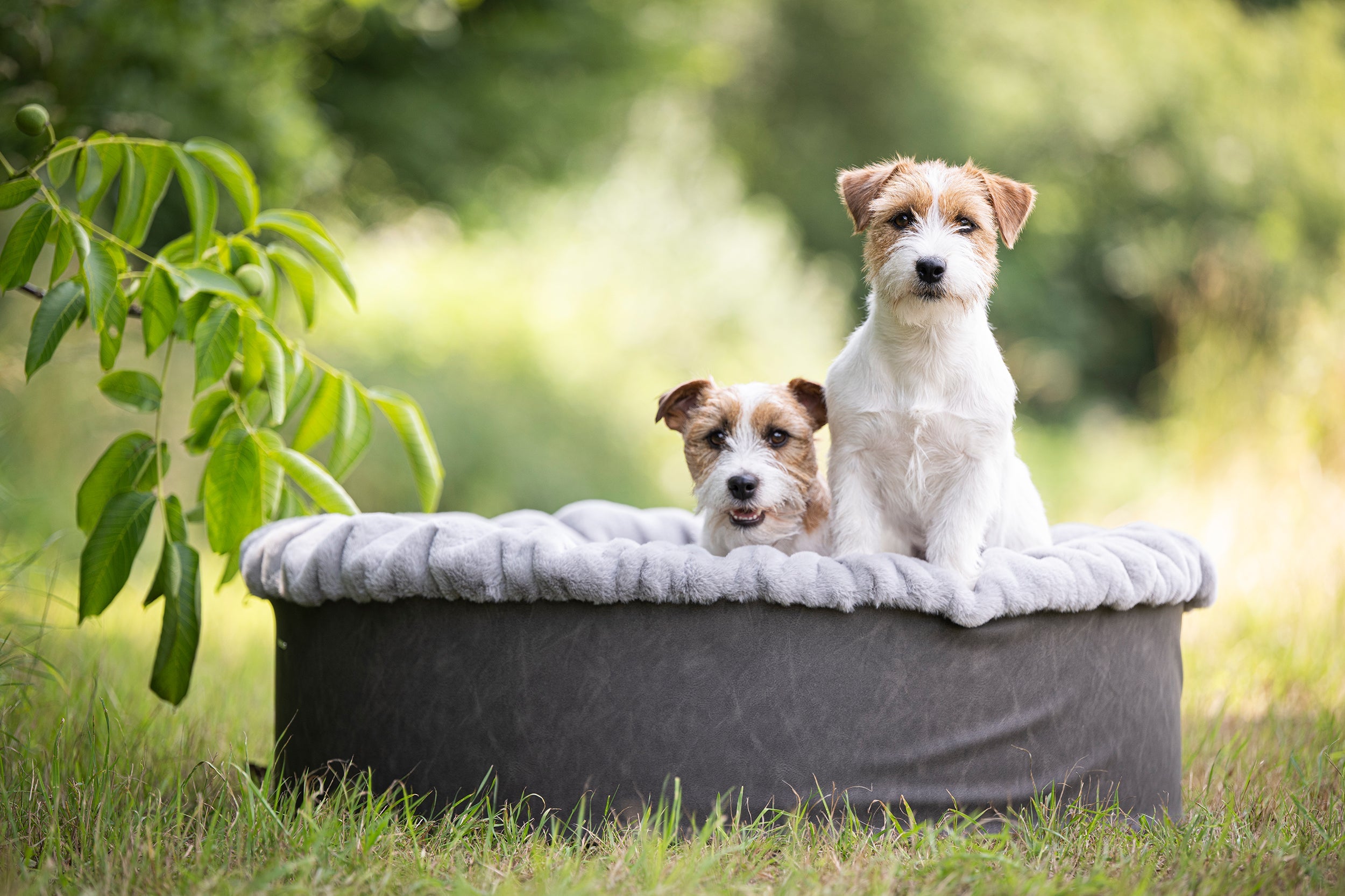 Hundebetten