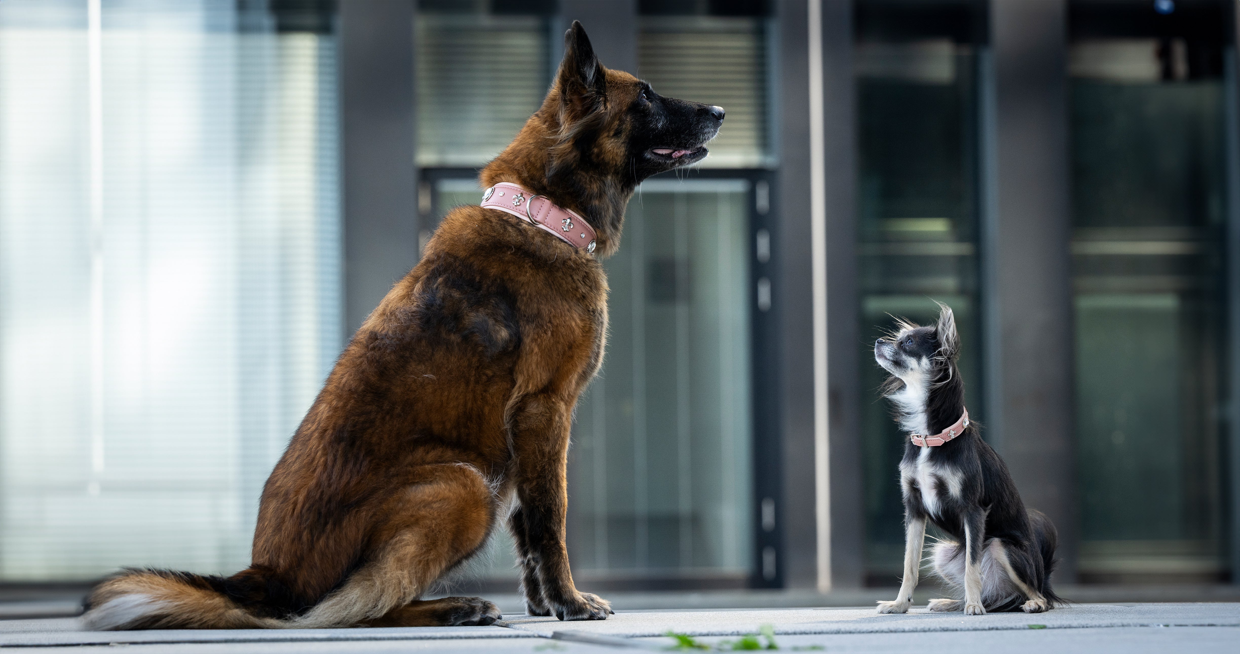 Modische Halsbänder