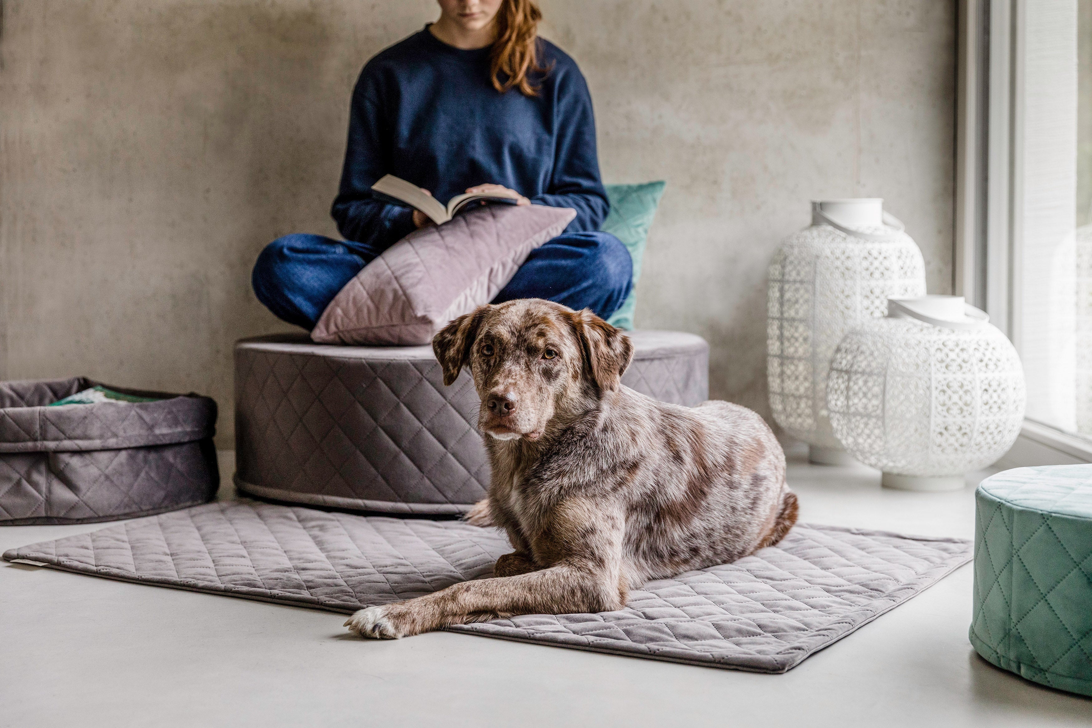 Hundedecken