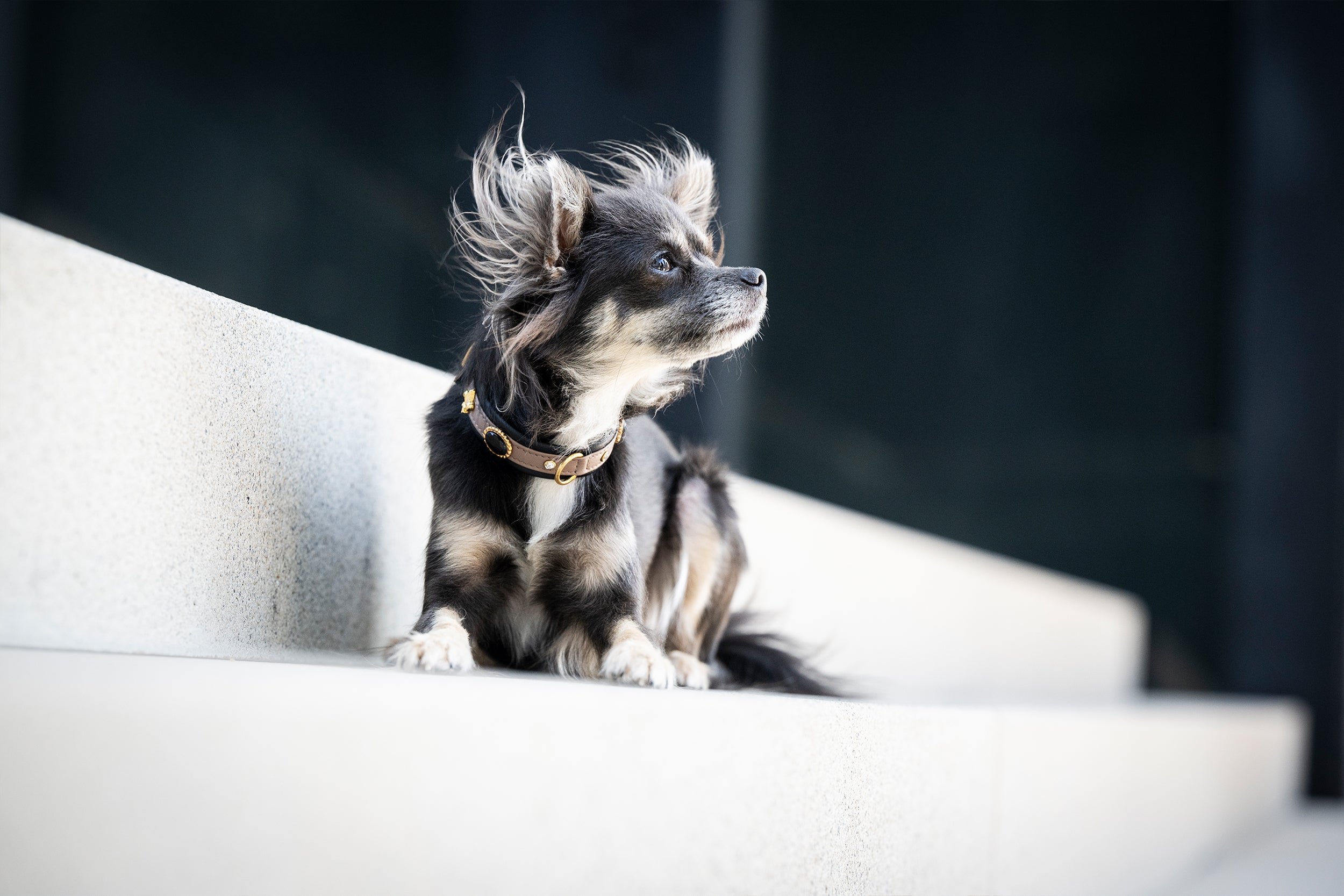 Halsbänder für Minis und Kleinhunde